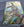 Pokemon - Eevee *Black Star Promo* Prismatic Evolutions SVP173
